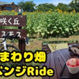 ひまわり畑