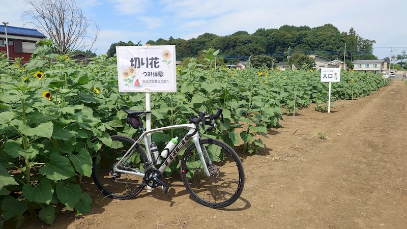 堀兼ひまわり畑