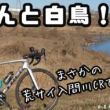 荒サイで白鳥ウォッチ