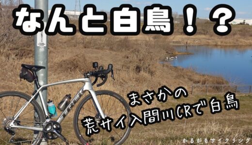 【川島白鳥飛来地】ゆるぽたで白鳥ウォッチいってみた～荒サイ入間川CR越辺川