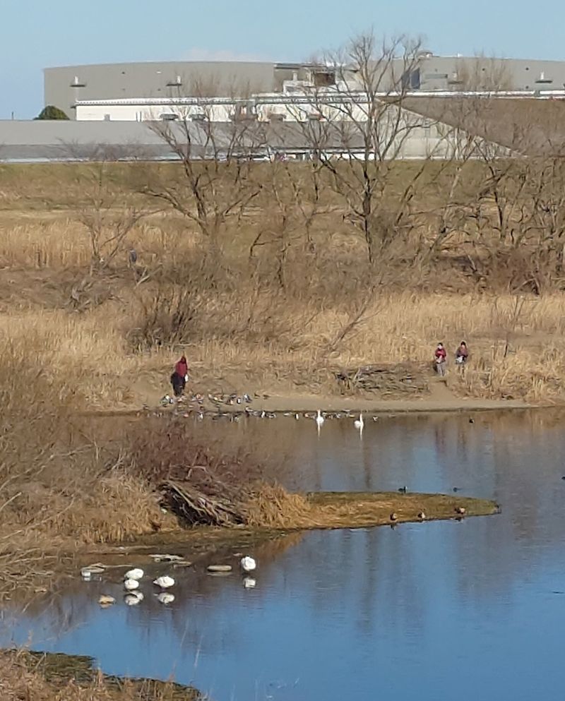 川島白鳥飛来地ゆるぽた